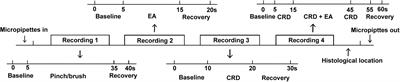 Electroacupuncture Inhibits Visceral Nociception via Somatovisceral Interaction at Subnucleus Reticularis Dorsalis Neurons in the Rat Medulla